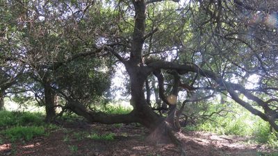 Nectandra angustifolia, photographed by demianlescano