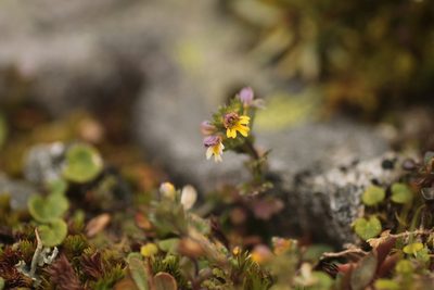 Euphrasia minima, photographed by Christina s.l.