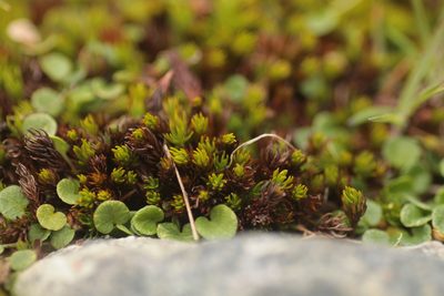 Polytrichastrum sexangulare, photographed by Christina s.l.