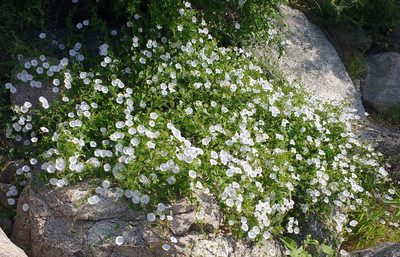 Jacquemontia pringlei, photographed by Andrew Tree