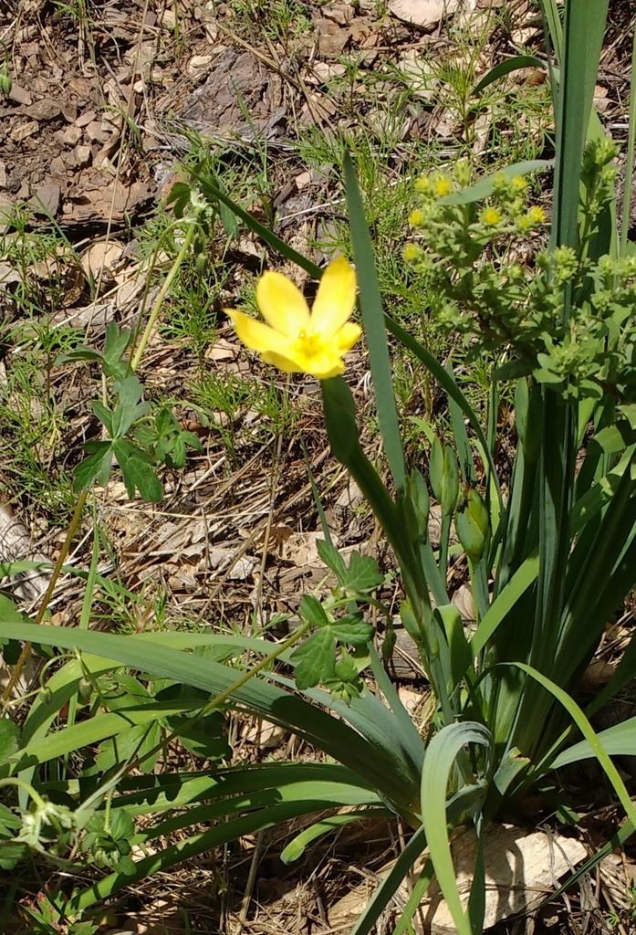 Sisyrinchium arizonicum, photographed by Andrew Tree