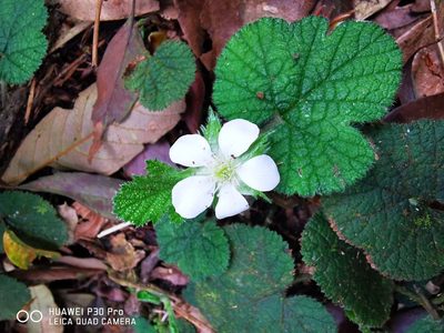 Rubus pectinellus, photographed by 慶得江