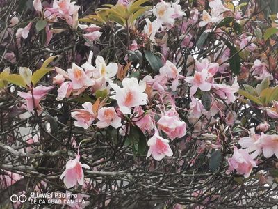 Rhododendron latoucheae, photographed by 慶得江