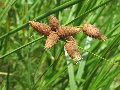 Bolboschoenus robustus, photographed by Laura Clark