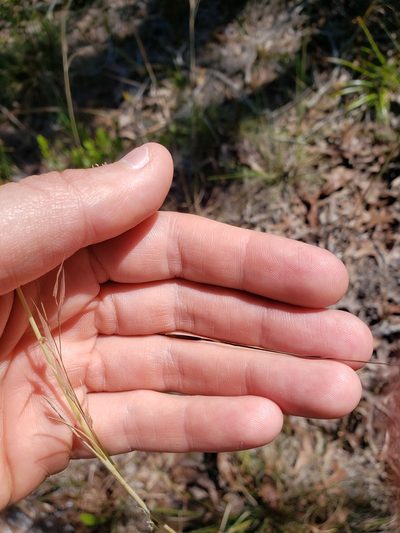 Piptochaetium avenacioides, photographed by Valerie Anderson