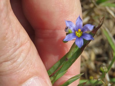 Sisyrinchium biforme, photographed by Laura Clark