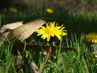 Taraxacum palustre, photographed by Reuven Martin