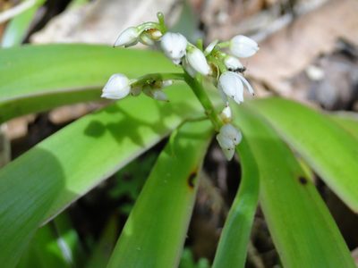Xiphidium caeruleum, photographed by keesgroenendijk