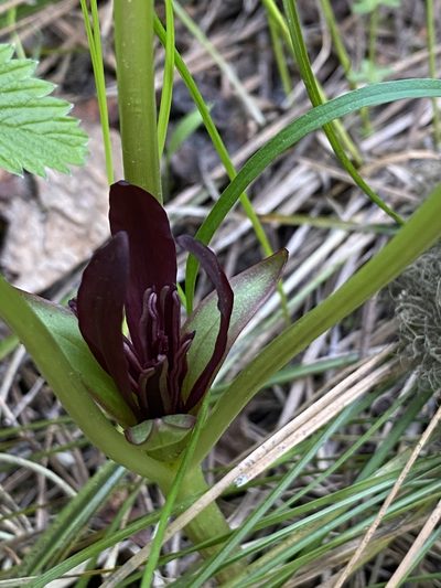 Trillium petiolatum, photographed by marek