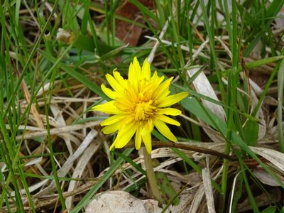 Taraxacum palustre, photographed by Reuven Martin