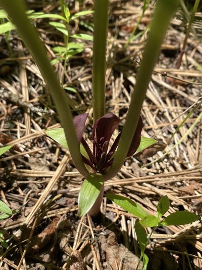 Trillium petiolatum, photographed by marek