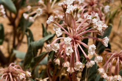 Abronia carnea, photographed by Cecelia Alexander