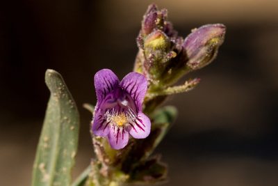 Penstemon breviculus, photographed by Cecelia Alexander