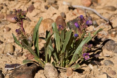 Penstemon breviculus, photographed by Cecelia Alexander