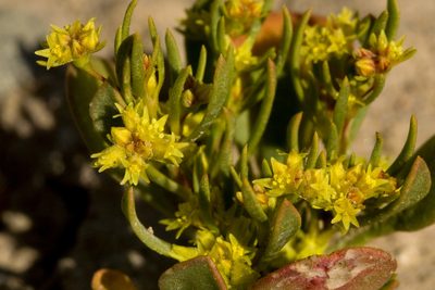 Stenogonum salsuginosum, photographed by Cecelia Alexander