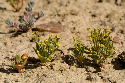 Stenogonum salsuginosum, photographed by Cecelia Alexander