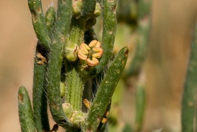 Neokochia americana, photographed by Cecelia Alexander