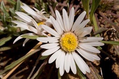 Townsendia leptotes, photographed by Cecelia Alexander