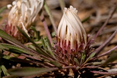 Townsendia leptotes, photographed by Cecelia Alexander