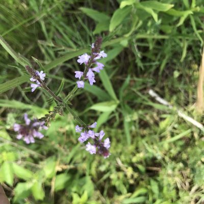 Verbena xutha, photographed by Laura Clark