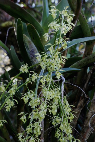 Epidendrum excisum, photographed by desertnaturalist