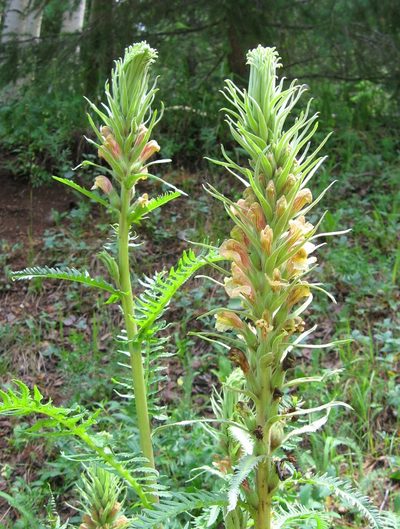 Pedicularis procera, photographed by Andrew Tree