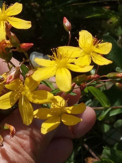 Hypericum australe, photographed by Karim Haddad