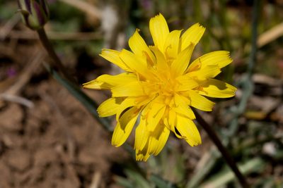 Agoseris parviflora, photographed by Cecelia Alexander