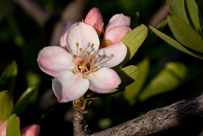 Peraphyllum ramosissimum, photographed by Cecelia Alexander