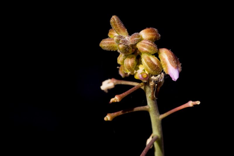 Boechera pseudoconsanguinea, photographed by Cecelia Alexander