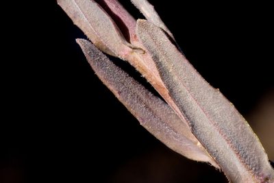 Boechera pseudoconsanguinea, photographed by Cecelia Alexander