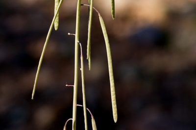 Boechera pseudoconsanguinea, photographed by Cecelia Alexander