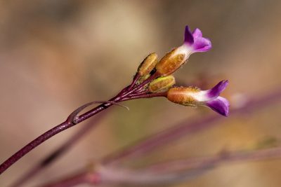 Boechera quadrangulensis, photographed by Cecelia Alexander