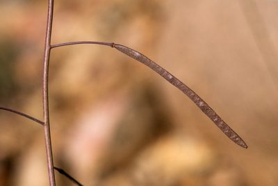 Boechera quadrangulensis, photographed by Cecelia Alexander