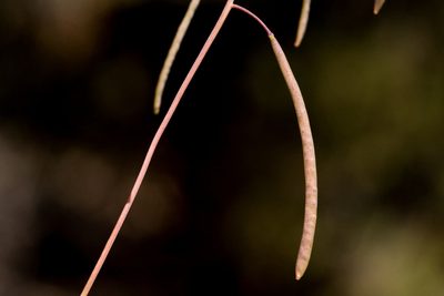 Boechera quadrangulensis, photographed by Cecelia Alexander