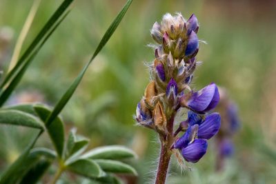 Lupinus ammophilus, photographed by Cecelia Alexander