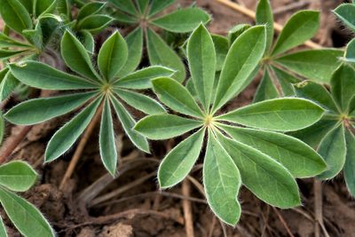 Lupinus ammophilus, photographed by Cecelia Alexander