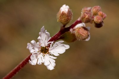 Lithophragma tenellum, photographed by Cecelia Alexander