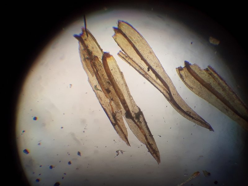 Macromitrium longipes, photographed by Leon Perrie