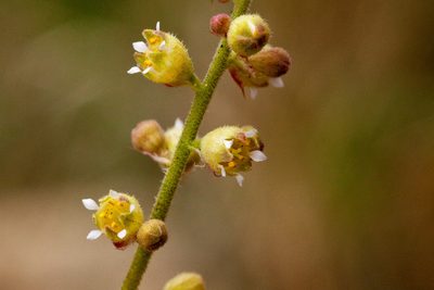 Heuchera novomexicana, photographed by Cecelia Alexander
