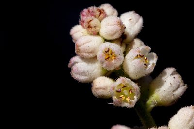 Heuchera glomerulata, photographed by Cecelia Alexander