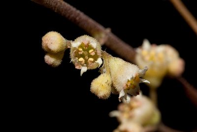 Heuchera soltisii, photographed by Cecelia Alexander