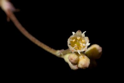 Heuchera soltisii, photographed by Cecelia Alexander
