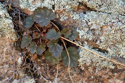 Heuchera soltisii, photographed by Cecelia Alexander