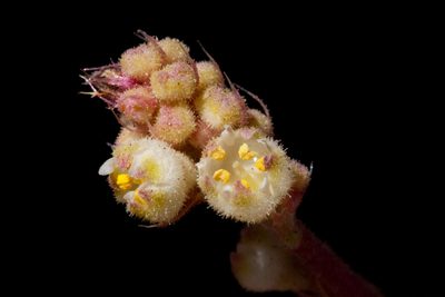 Heuchera soltisii, photographed by Cecelia Alexander