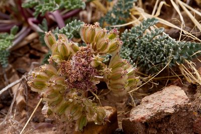 Vesper bulbosus, photographed by Cecelia Alexander