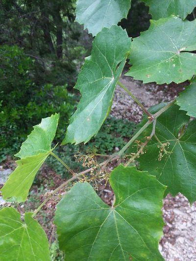 Vitis berlandieri, photographed by mattmsa