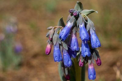 Mertensia macdougalii, photographed by Cecelia Alexander