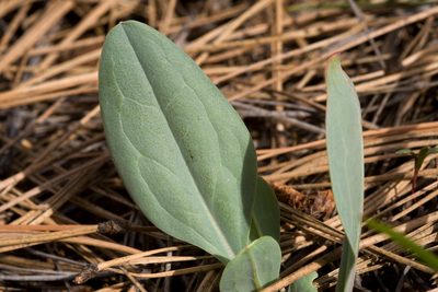 Mertensia macdougalii, photographed by Cecelia Alexander