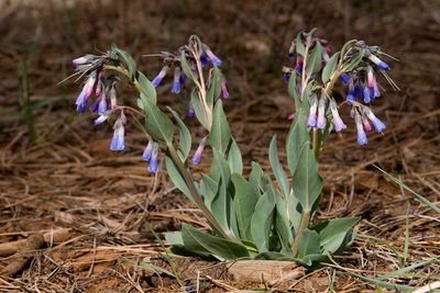 Mertensia macdougalii, photographed by Cecelia Alexander